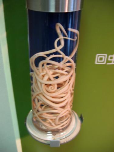 worms